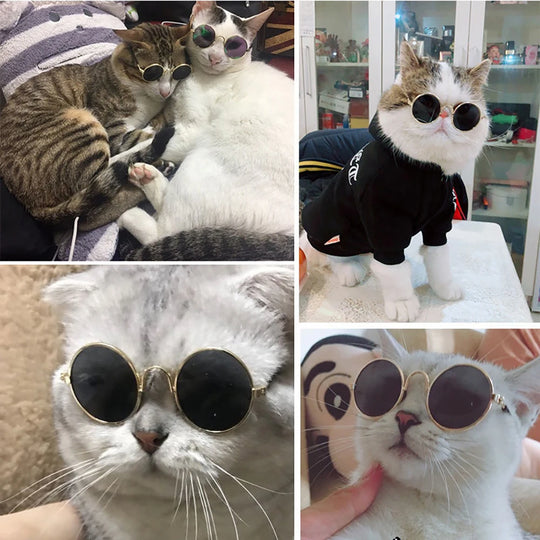 Pet Glasses (small dogs and cats)