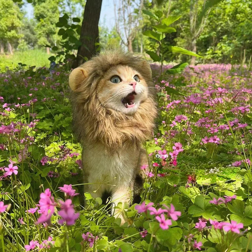 Cute Lion's Mane