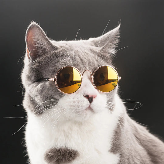 Pet Glasses (small dogs and cats)